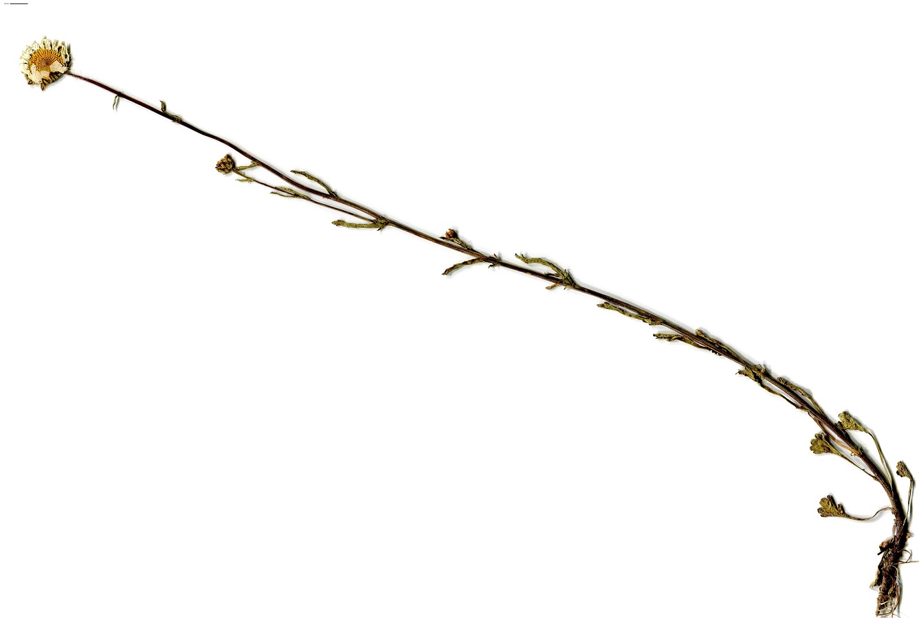 Leucanthemum vulgare subsp. eliasii (Asteraceae)
